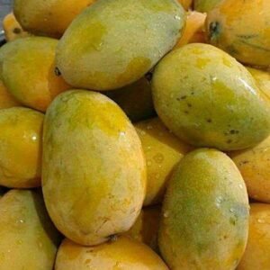 Mango de Pashte (Libra)