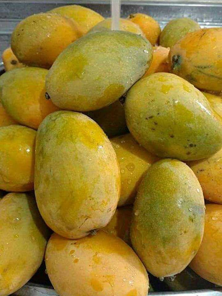 Mango de Pashte (Libra)